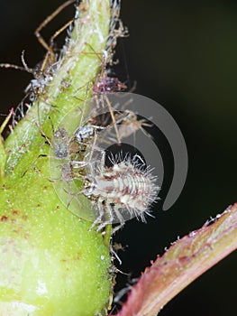 Green Lacewing Chrysopidae Larva