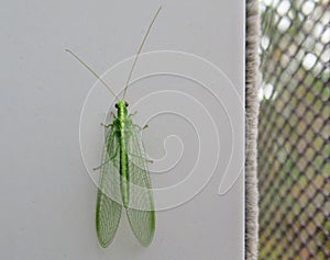 Green lacewing on door frame