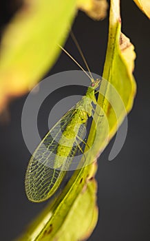 A green lacewing fly with transparent wings clung to the bottom of a withering, yellowing leaf