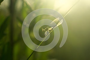 Green lacewing on grass leaf