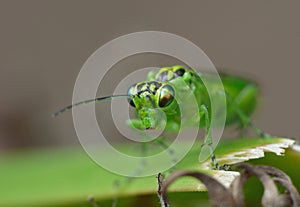 Green lacewing on green leaf