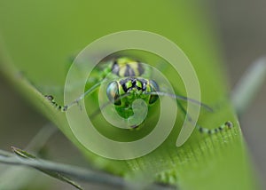 Green lacewing on green leaf close up