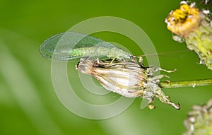 Green Lacewing insect adult (Chrysoperla) eating aphids on flower buds side view.