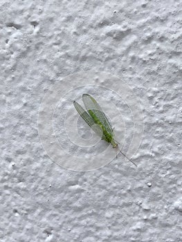 Green Lacewing Insect on White Wall Background