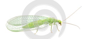 Green lacewing isolated on white background