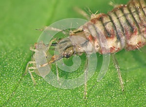 Green lacewing larva eating Aphid