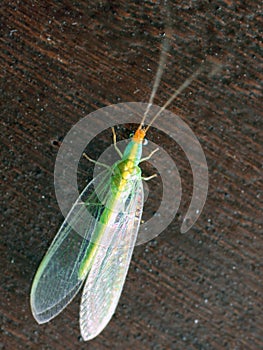 Green lacewings