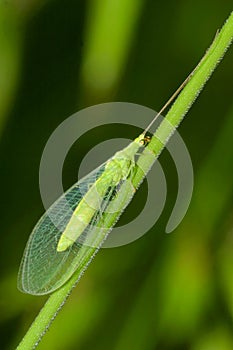 Green Lacewings, Guadarrama National Park, Spain