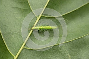 Green lacewings are insects in the large family Chrysopidae of the order Neuroptera, Apertochrysa edwardse, Satara