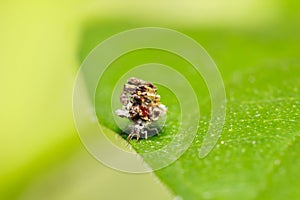 Green Lacewings Larva