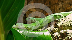 Green Lactide Lizards Gastropholis Prasina Couple