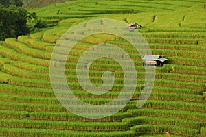 Green ladder rice field