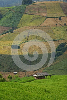 Green ladder rice field