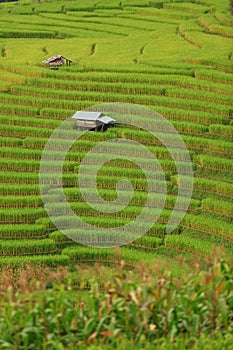 Green ladder rice field