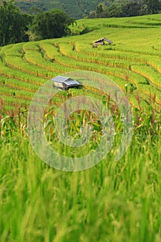 Green ladder rice field