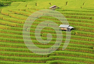 Green ladder rice field