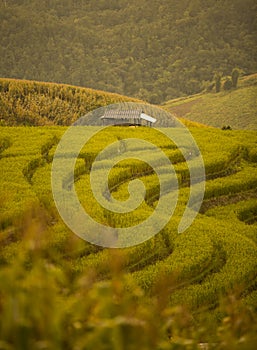 Green ladder rice field