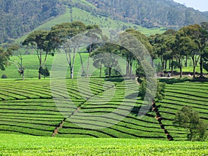 The Green Ladscape of Ciwidey Tea Plantation