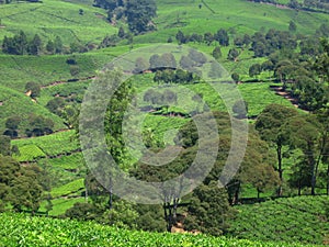 The Green Ladscape of Ciwidey Tea Plantation Hill