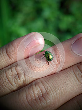 Green lady bug sitting on a hand