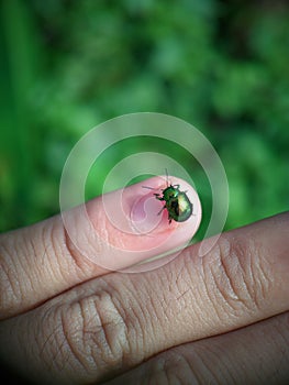 Green lady bug sitting on a hand