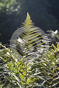 Green lady ferns fronds with seeds photo