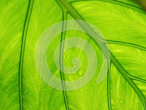 green laef background and droplet