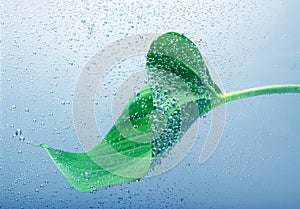 Green laef with drops in water