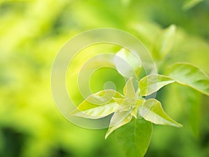 Green laeves nature background