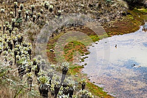 Green lagoons at the foot of the Chiles volcano