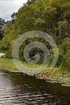 green lake edge with lily pads and large dence trees and bushes