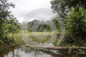 Green lake in the middle of Bolivian rainforest, Madidi national park in the Amazon river basin in Bolivia