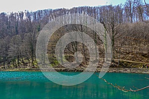 Green lake surrounded by forest trees