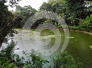 Green lake and torrential downpour in a tropical forest