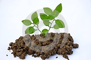 The green lamon plant seedlings isolated on  white background.