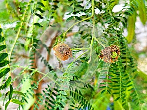 Green lamtoro leaves in the yard
