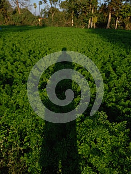 Green land farm green pliant image