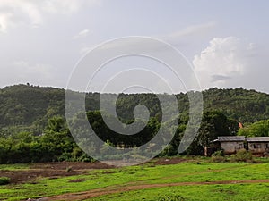 Green land of tree in village beautiful sunshine and clear fogg photo