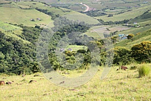 Green lands of Africa