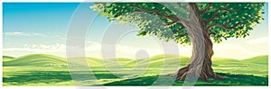 Summer landscape with old lone tree