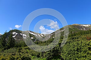 Green landscape of Alps mountains with fir trees and conifer nature.