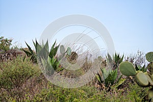 Green landscape with blue sky cactus and nopales opuntia in mexico