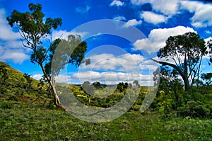 Green landscape in Dutchmans Stern, Flinders Range, South Australia.