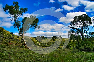 Green landscape in Dutchmans Stern, Flinders Range, South Australia. photo