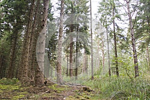 Green landscape in evergreen trees woodland