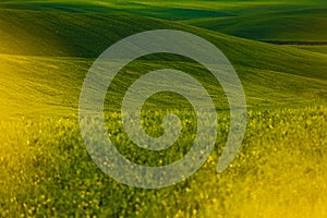 Green landscape hills in Tuscany, Italy