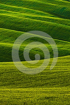 Green landscape hills in Tuscany, Italy