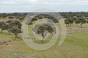 Green landscape with many holm oaks