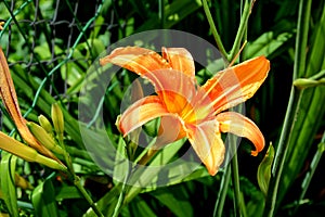 Orange lilly. Nice flowers in the garden in midsummer, in a sunny day.