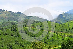 Green Landscape in Munnar, Idukki, Kerala, India - Natural Background with Mountains and Tea Gardens